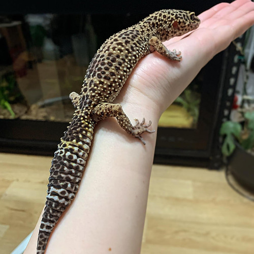 Gizmo 🥰 can’t believe she’s been part of my life for 17 years 🤯 I have spent more of my life with reptiles than I have withou...