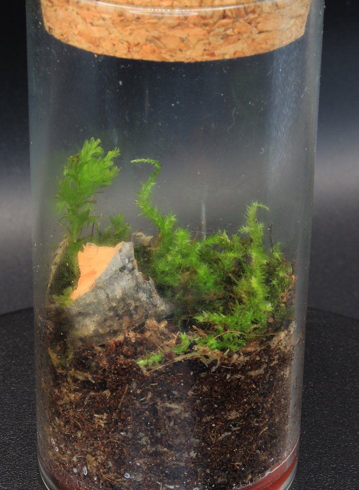 Miniscapes - Empty Terrarium (place your own x1) product image (2)