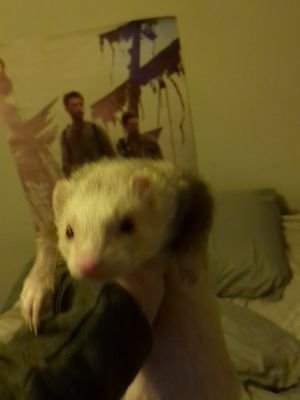 #ferrets #ferretsareawesome #ferretsforever #ferretslife #animals 
