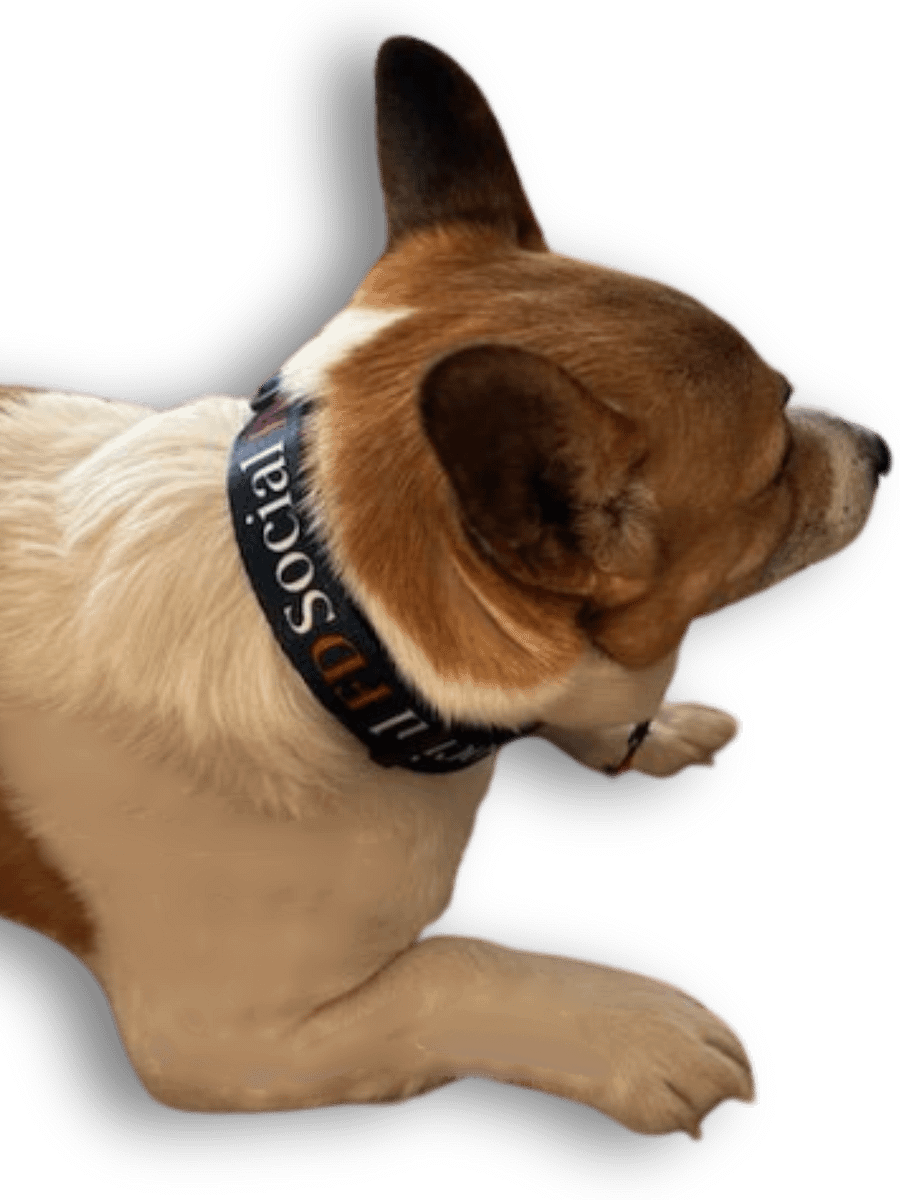 Social FD Pet Collar product image (1)