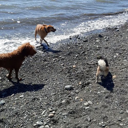Chilling with my buddy Patrick at the beach with some dogs that are playful so cute