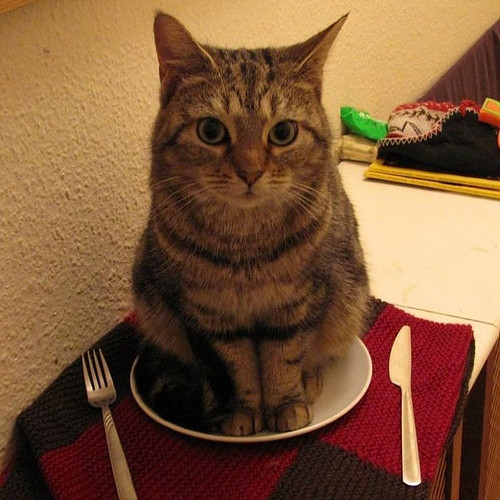 cat: it’s what’s for dinner