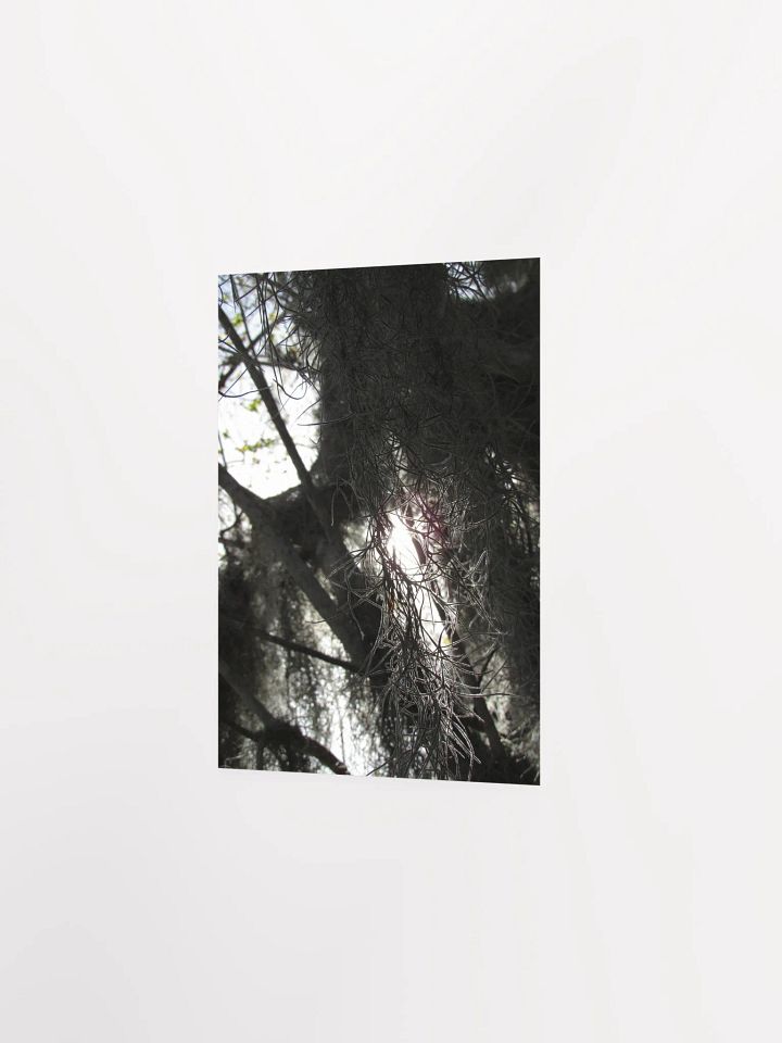 Southern Moss 2 product image (16)