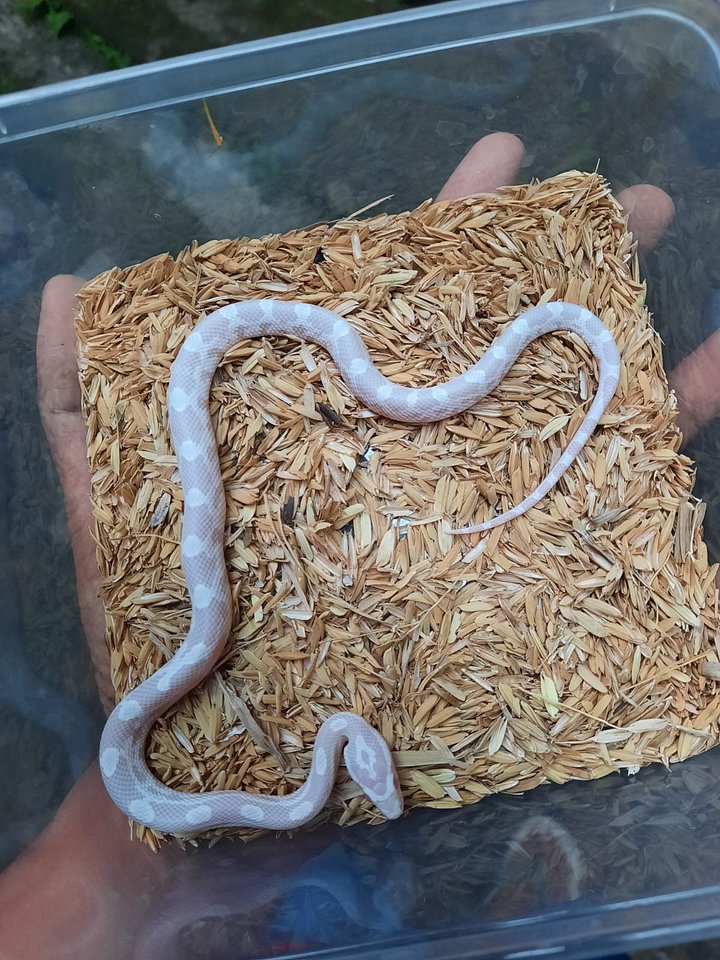 Cornsnake Snow het Amel product image (1)