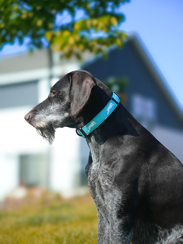 Mint Teal Collar product image (3)