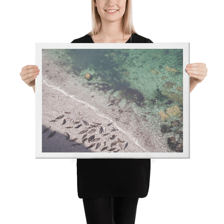 Seals on a hidden beach product image (2)