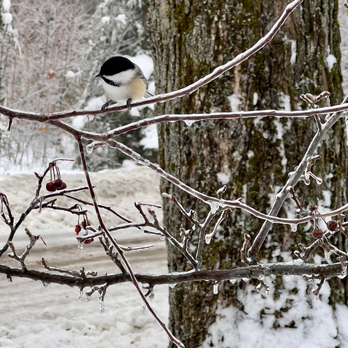 Chickadees at the feeders just after the freezing rain ended 

#winter #winterwonderland #ice #freezingrain #canadianwinter #...