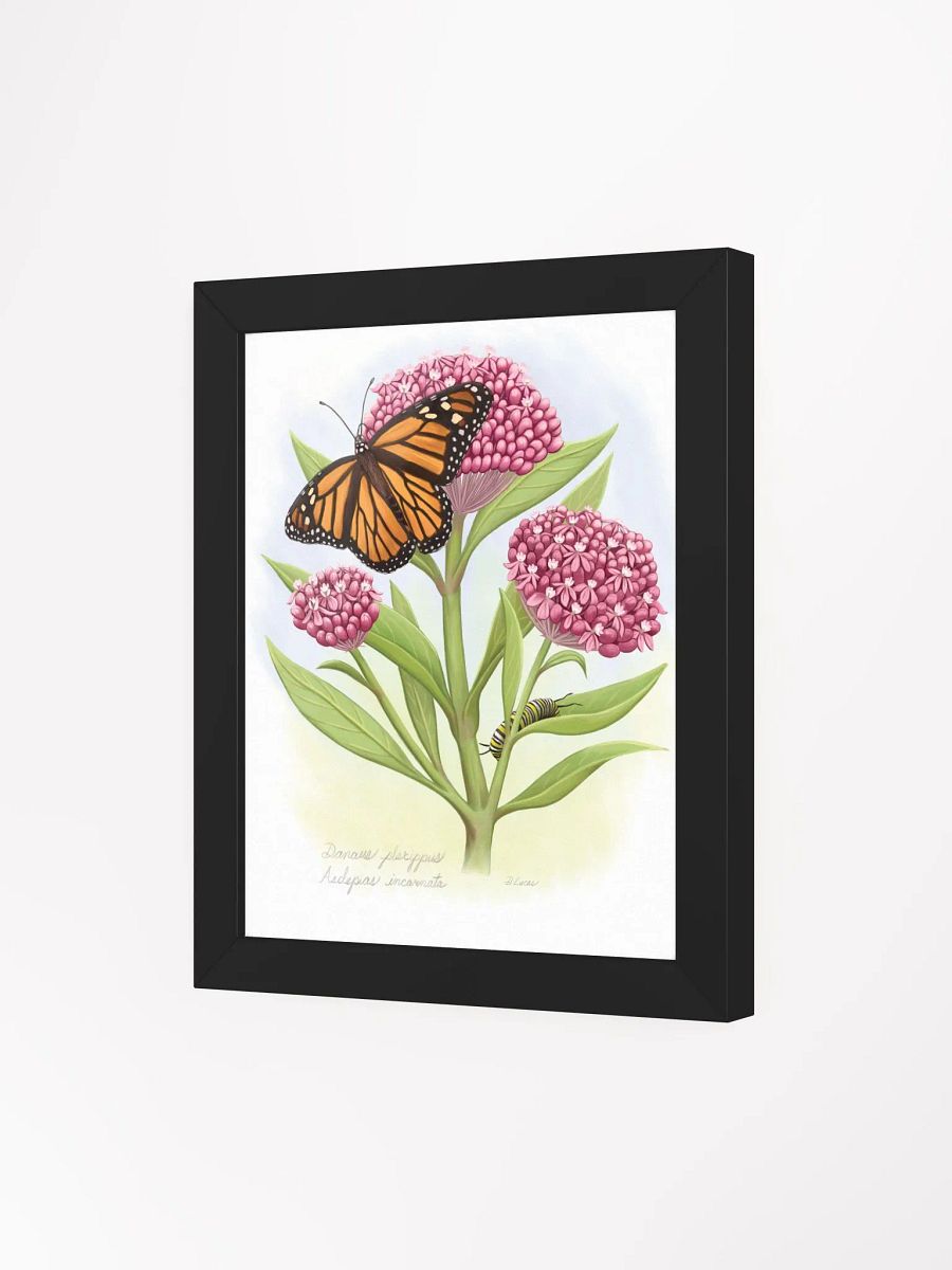 Monarch, Caterpillar & Milkweed product image (25)