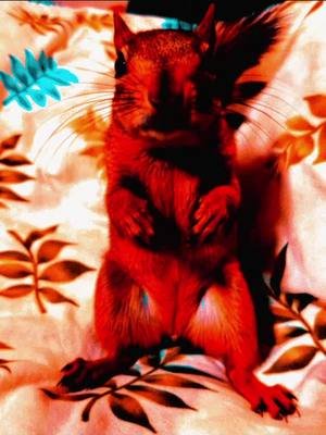 Happy 10k Pooky! #squirrel #video #music #art @carpetman.official ⬅️ Pooky wants to please follow Carpetman! #carpetman 🎶