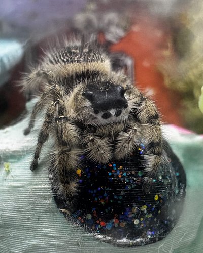 Naan heeft haar in haar ogen - (Naan has hair in her eyes! 😳🥹)

#regaljumpingspider #spood #regaljumpingspider #spood #jumpin...
