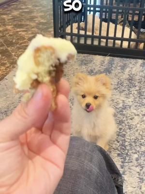 Can dogs eat Cinnabons? #dogfood #funnydog #cutedog #foodie #funnyanimals