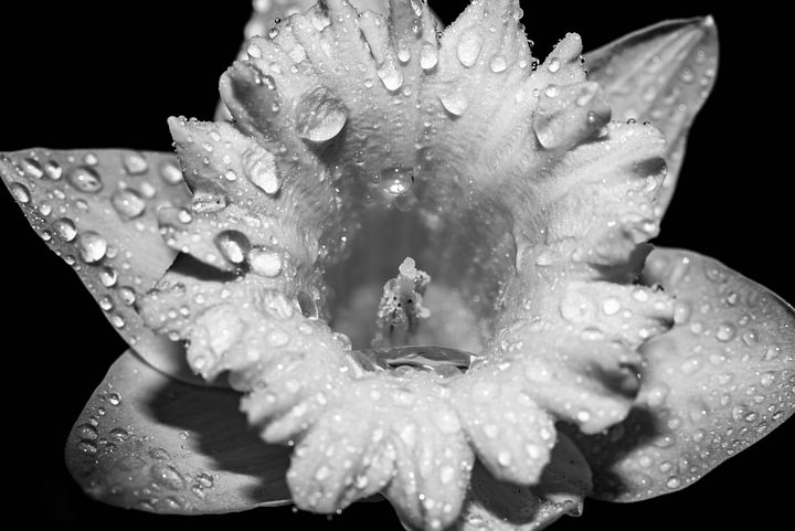 Flower Power product image (1)