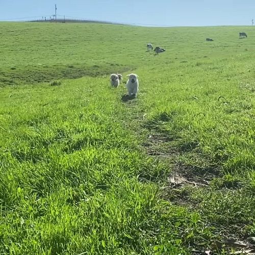 Pawparazzi 🐶
.
.
.
.
#dogofthedayofficial #ilovemydogs❤️ #labsofinstagram🐾 #dognaturewalks #doglovers #mydogs #whitedogsofins...