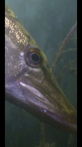 This Pike Vision Fact Will Shock You!

#fishing #pikefishing #fishingvideos #lurefishing #pike