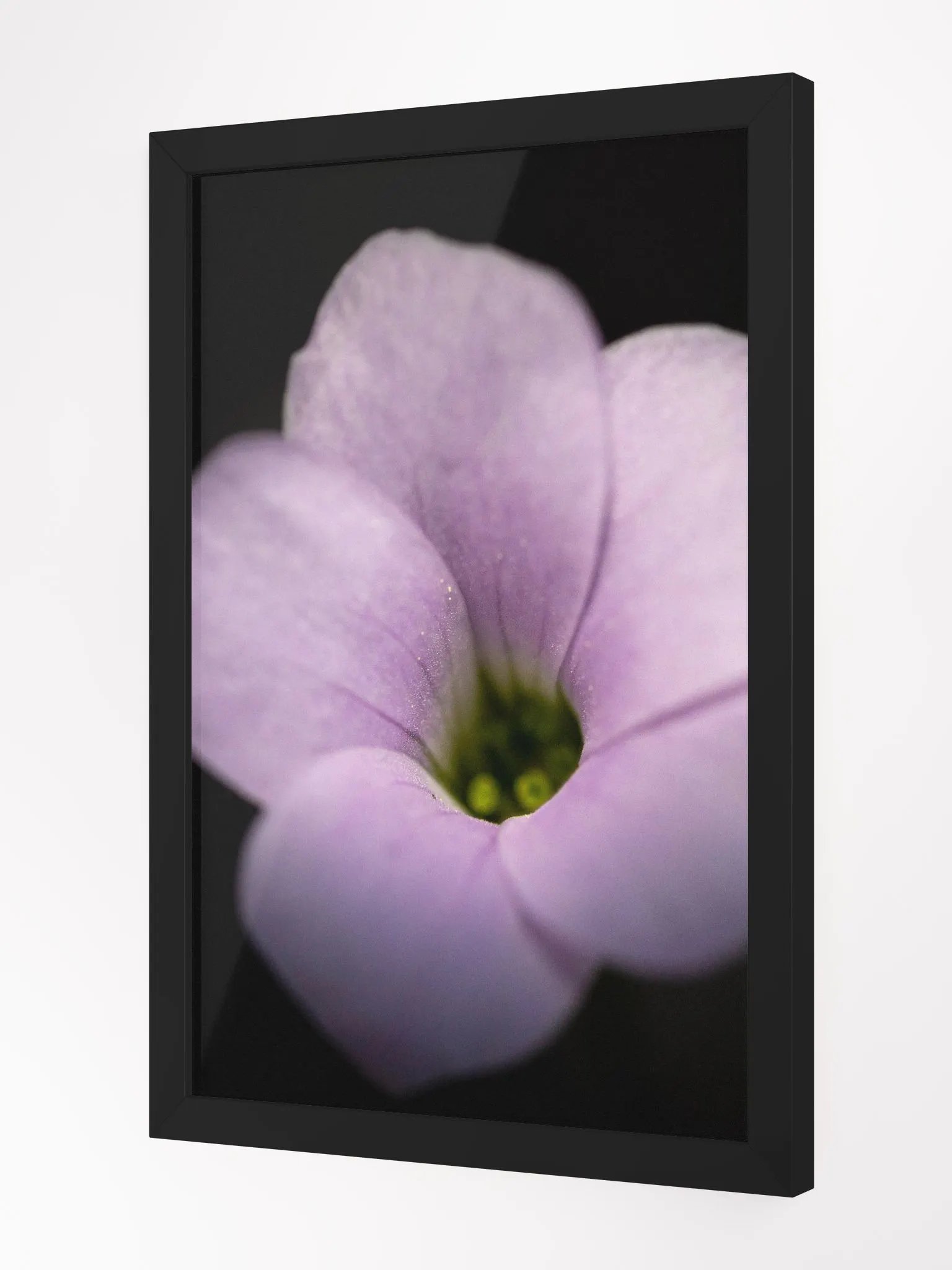 Violet in Black product image (2)
