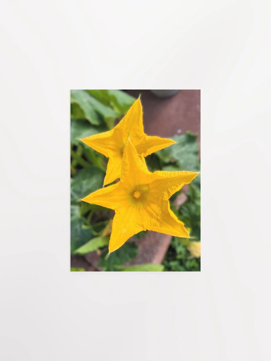 Pumpkin/Squash Flower product image (3)