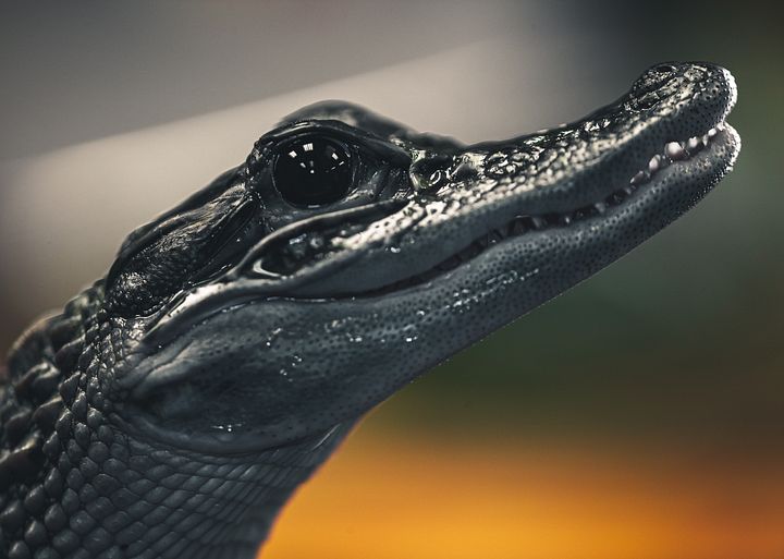 Melanistic Alligator product image (1)