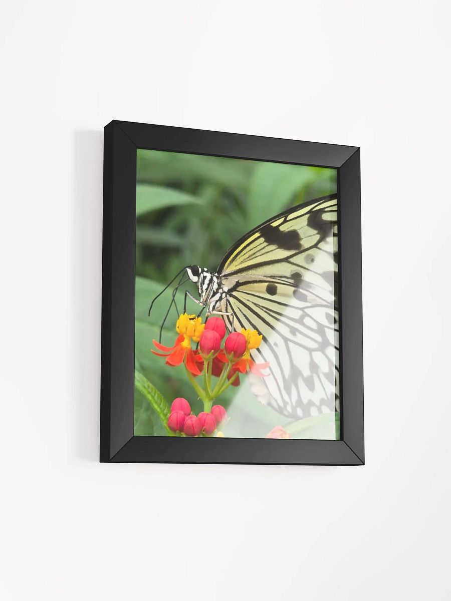 Paper Kite Tropical Butterfly Framed Poster product image (3)