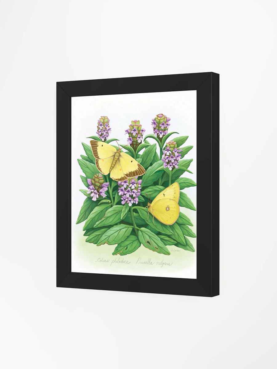 Clouded Sulphur Butterflies product image (30)