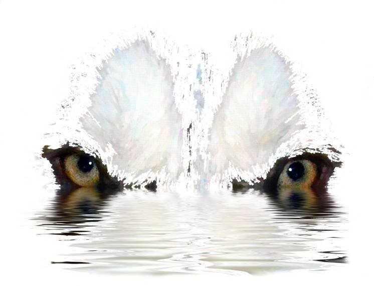 Husky Eyes on Water Digital Product product image (1)