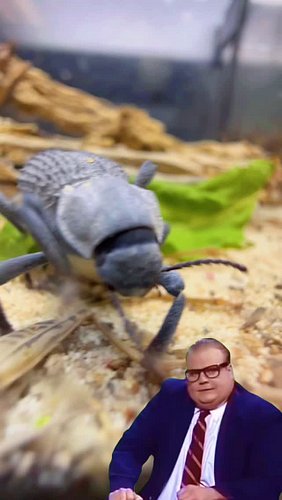 BDFB! (Blue Death Feigning Beetles) are in stock! Very underrated little pets!
.
.
.
#pets #reptiles #reels #animals #shorts ...