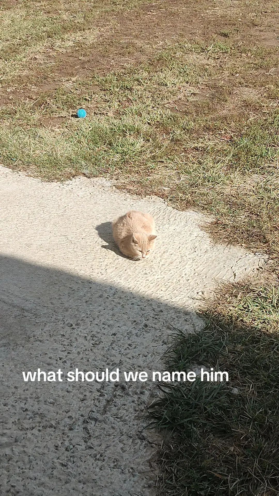 #cats #catsoftiktok 