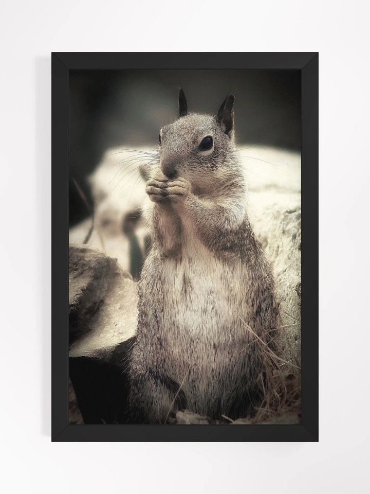 Squirrel I Framed Print product image (1)
