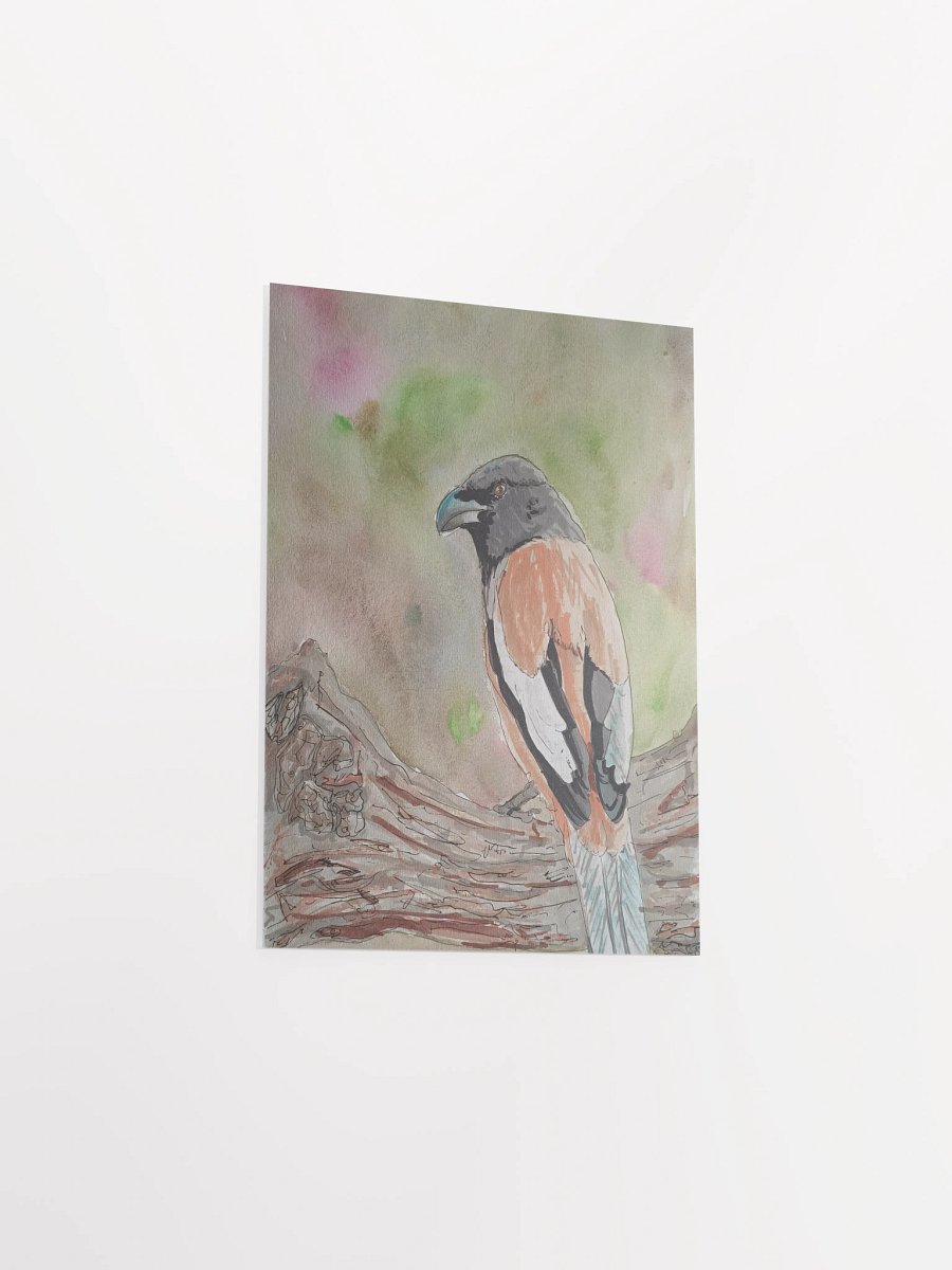 Corvid Series [11] Rufous Treepie poster print product image (3)