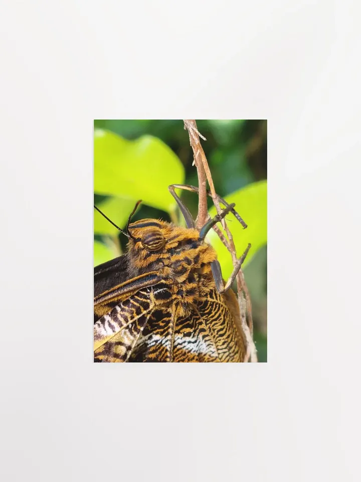 Closeup Tropical Butterfly Poster 5x7" product image (1)