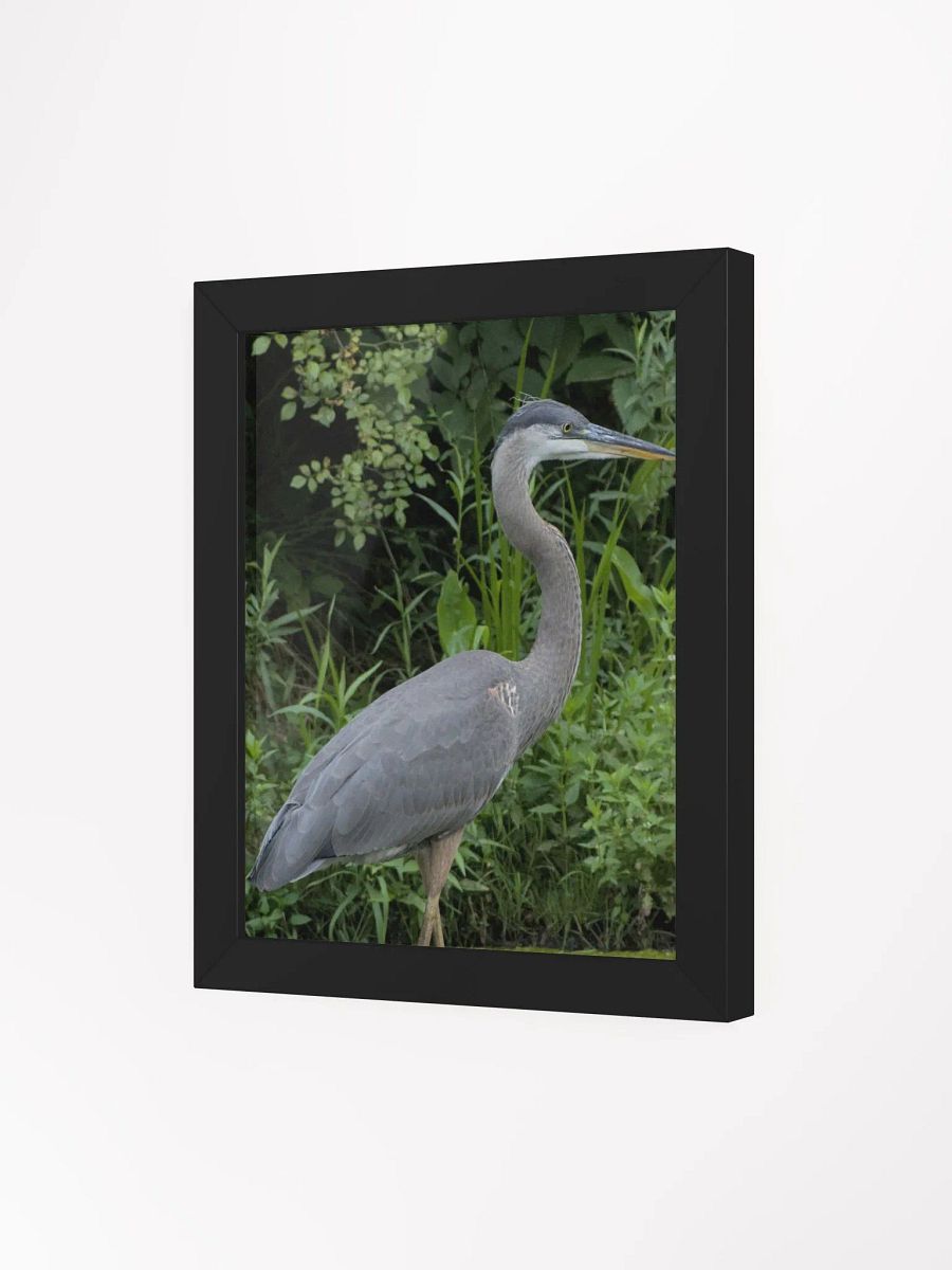 Great Blue Heron Poster product image (3)