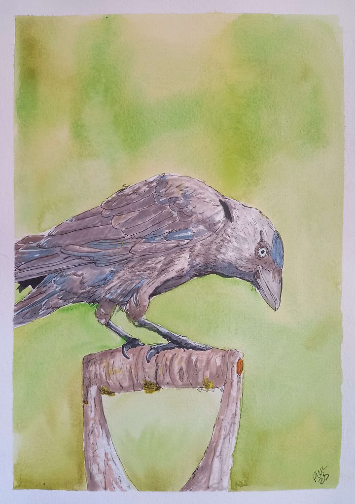 Original Art Series: Corvids [06] Jackdaw product image (1)