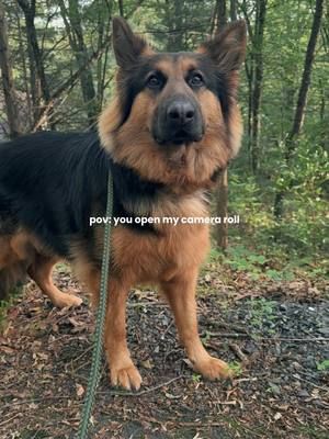 Always Kya 🖤 #dogsoftiktok #germanshepherd #dogmom 