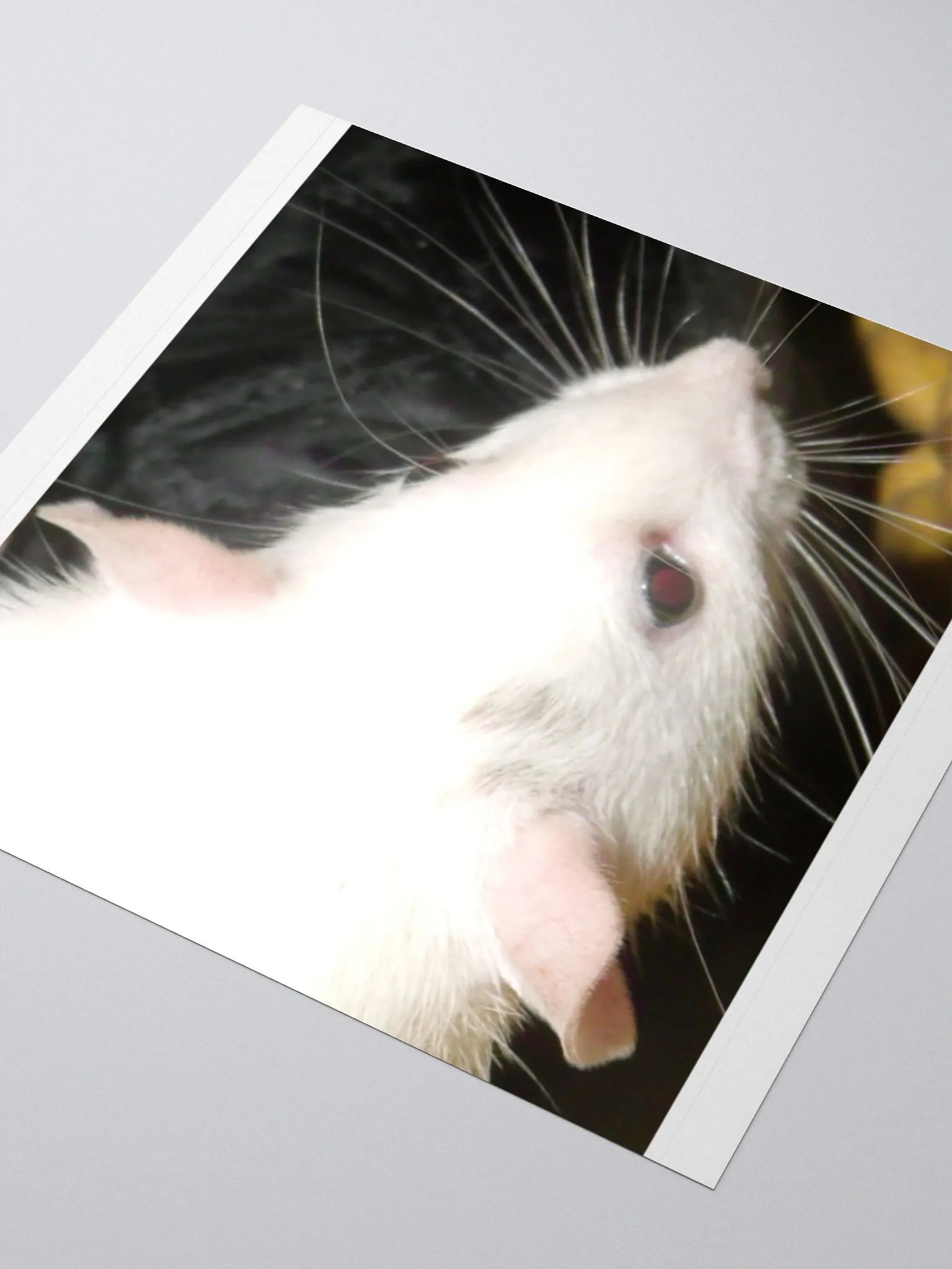 Black-eyed-white Dumbo rat sticker product image (8)