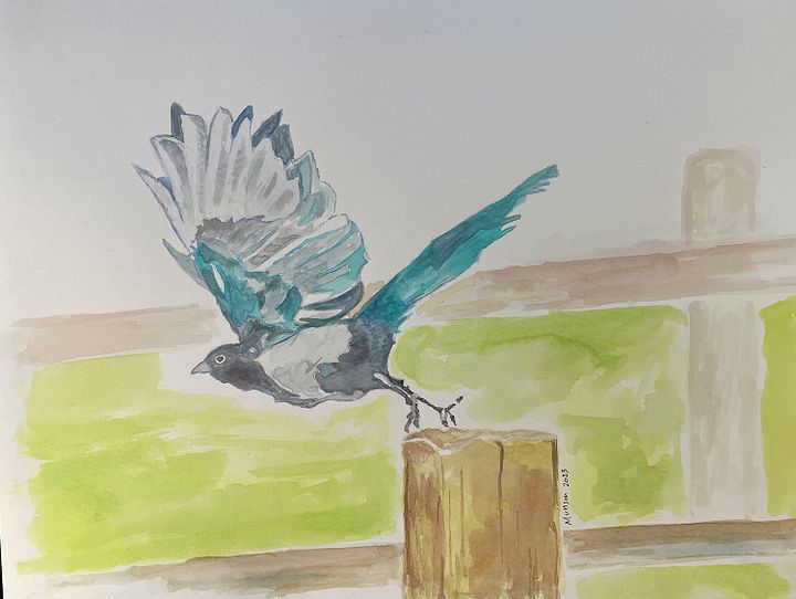 Black-billed magpie at Garden of the Gods product image (1)