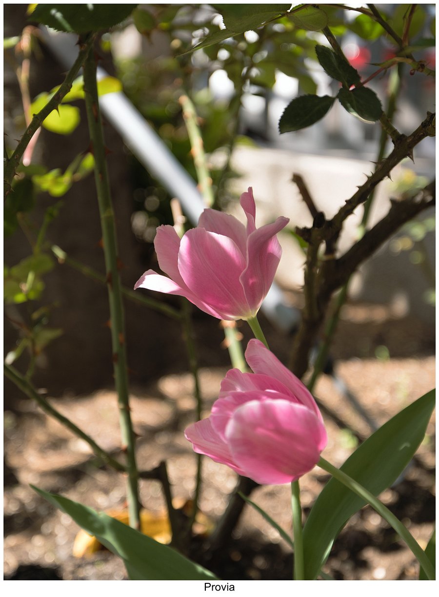 Fujify [Canon] Lightroom Profiles product image (8)