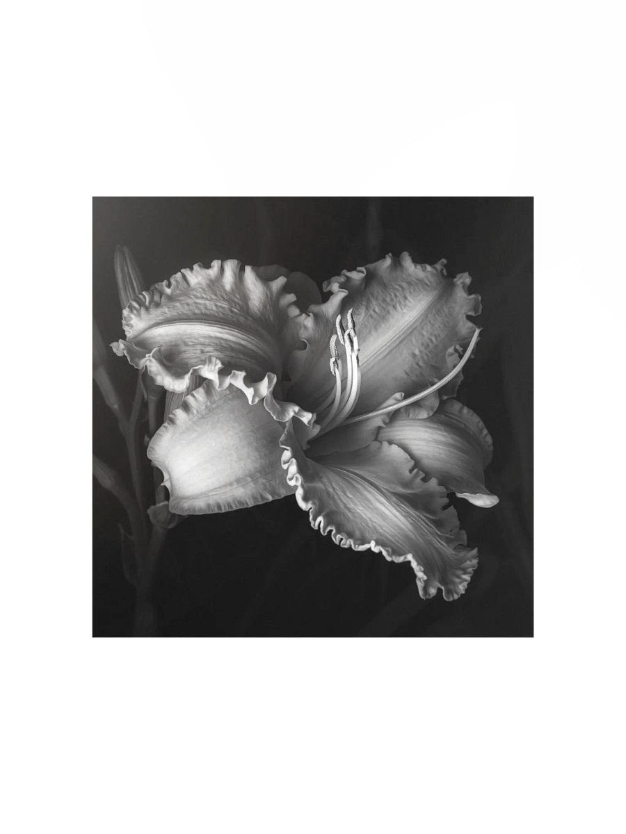 Ruffled Daylily in Monochrome product image (1)