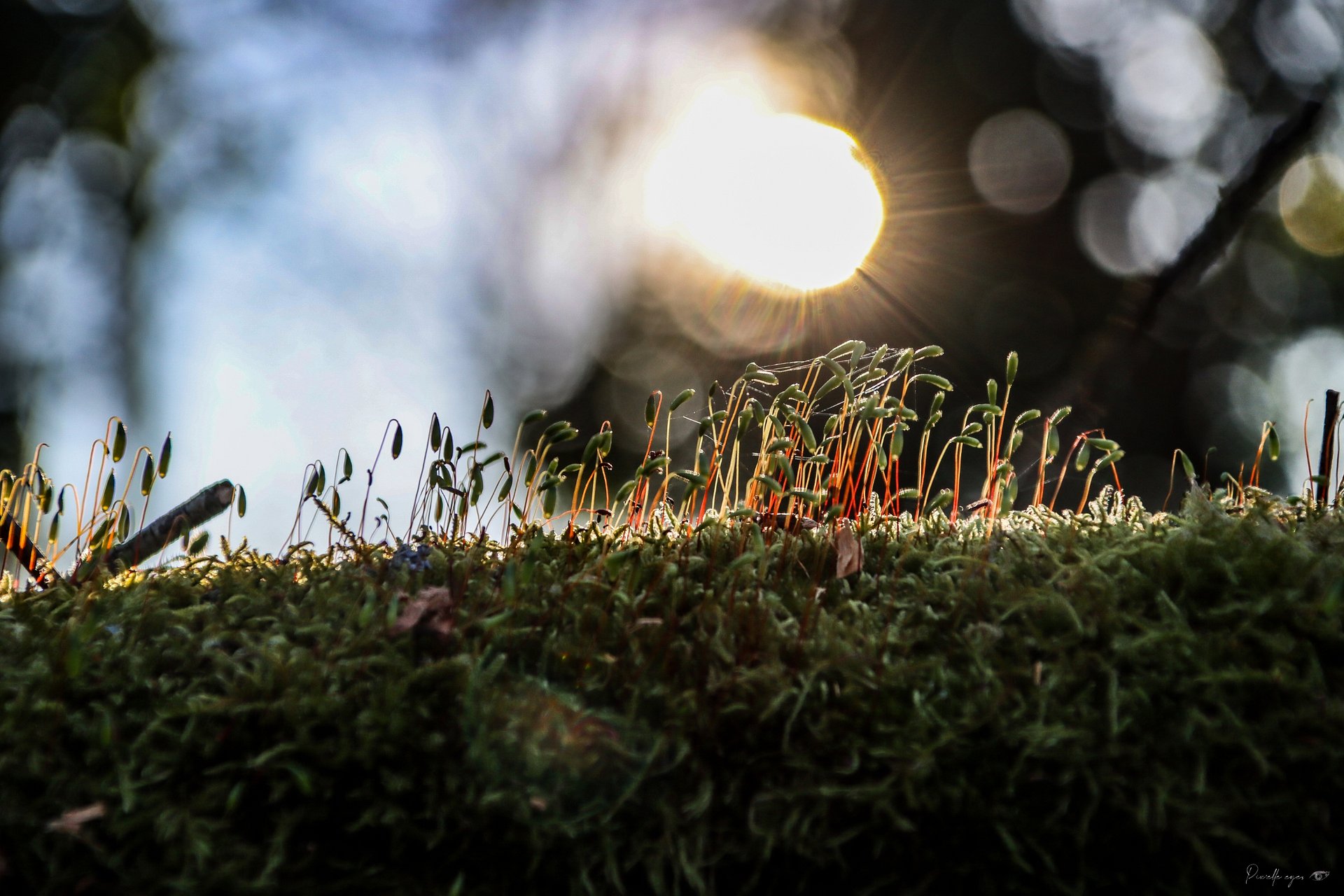 🌿 The Little Whisperers of the Enchanted Forest – Fine Art product image (1)