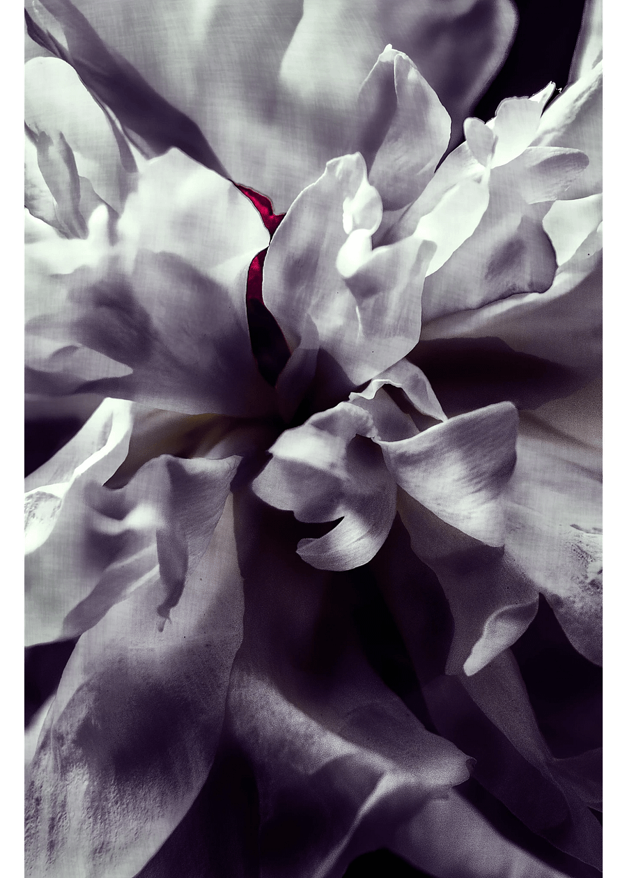 Peony Heart - Print product image (1)