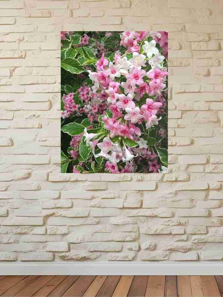 Weigela Flowers in Shades of Pink After Rain product image (3)