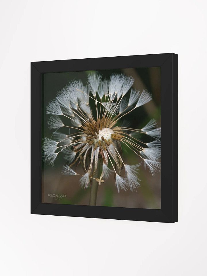 Dandelion #7 - Framed Print product image (26)