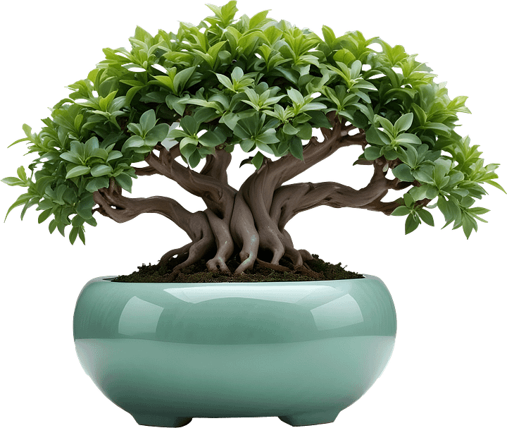 Jade Signature – Bonsai PNG product image (1)