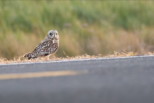 •Short-eared Owl•
*
*
Can’t wait to share the video for this encounter. After scanning fields for 20 minutes we ran into 6 ow...