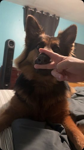 She really said, get your nasty a** hands off of me 😭

#dogs #dogsofinstagram #germanshepherd #germanshepherdpuppy #germanshe...