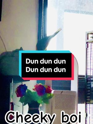 Look at those legs work! #rainbowlorikeet #parot #talkingbird #birdsoftiktok #colourful #peekaboo #playful #fyp #bestfriend 