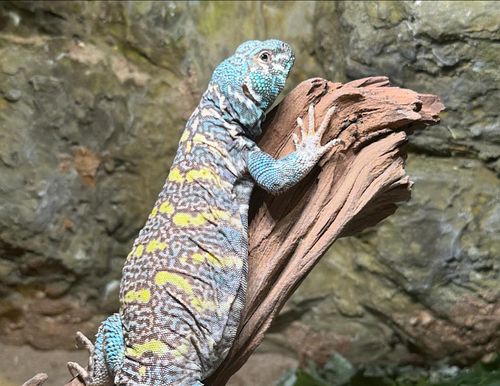 Our ornate uromastyx, Raz, has never been the most social lizard we have. We moved him into a new enclosure down in the livin...