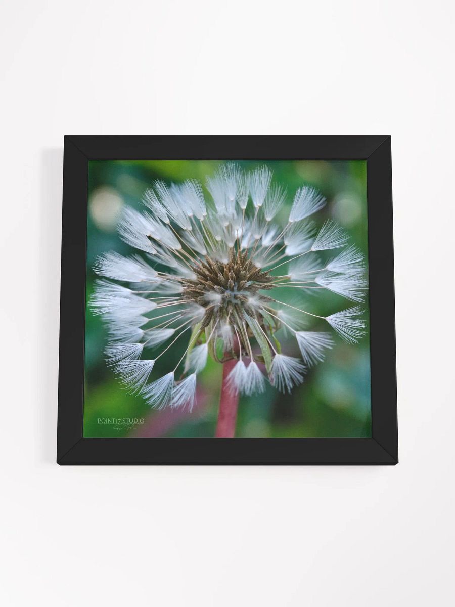 Dandelion #1 - Framed Print product image (28)