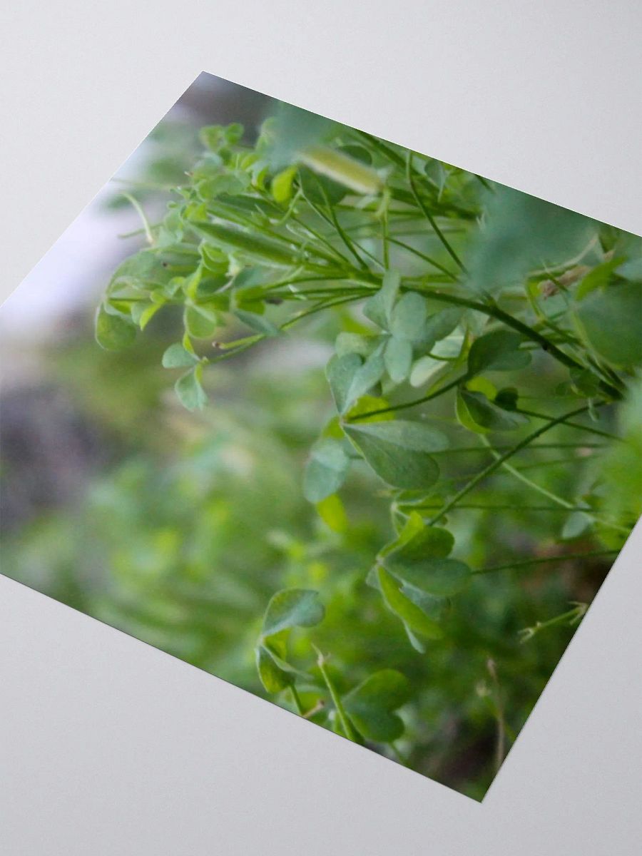 A Study in Flowers 7 - sticker version product image (7)