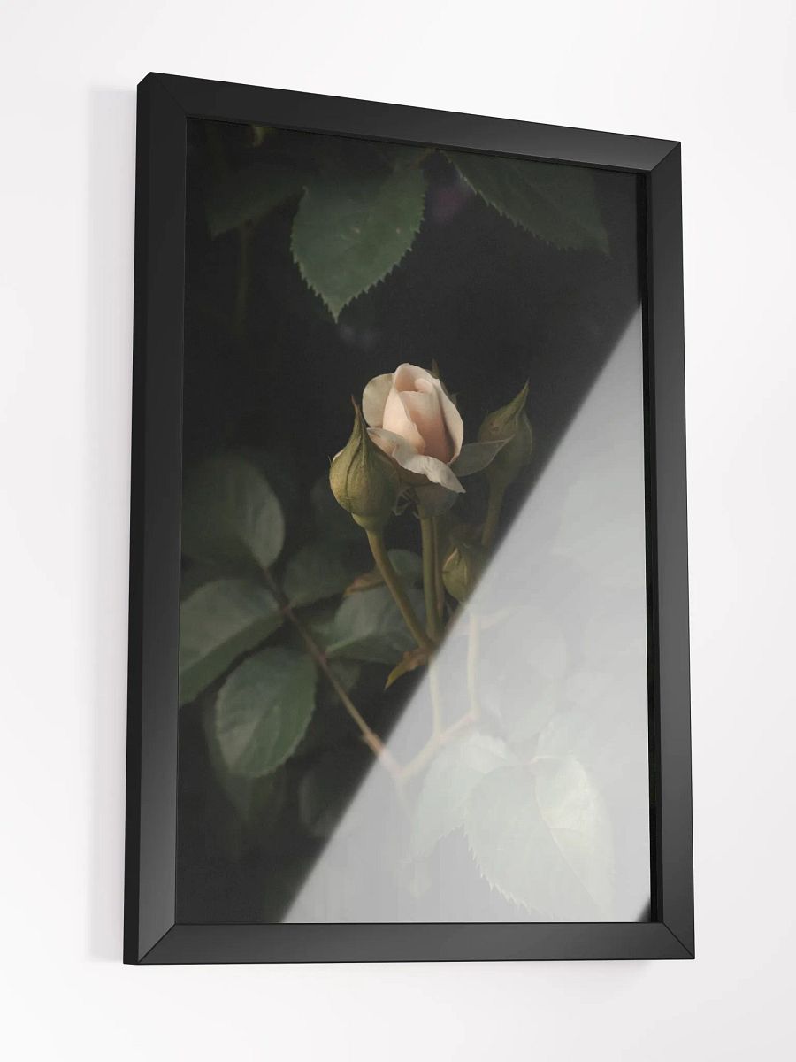 Shrouded Rose product image (6)