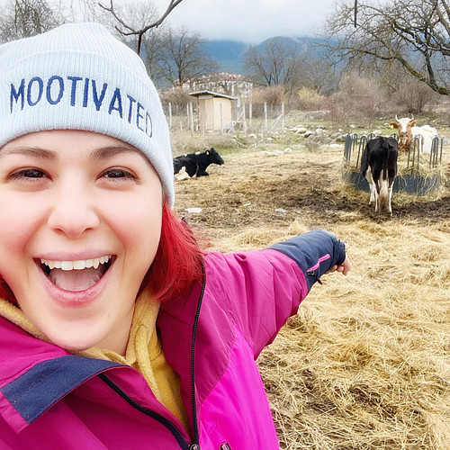 Cows get me MOOtivated !! 
(MOOtivated beanie now in the shop- link in bio @cowzlife ) 
#cows #cowsallday #cowsfordays #cowso...