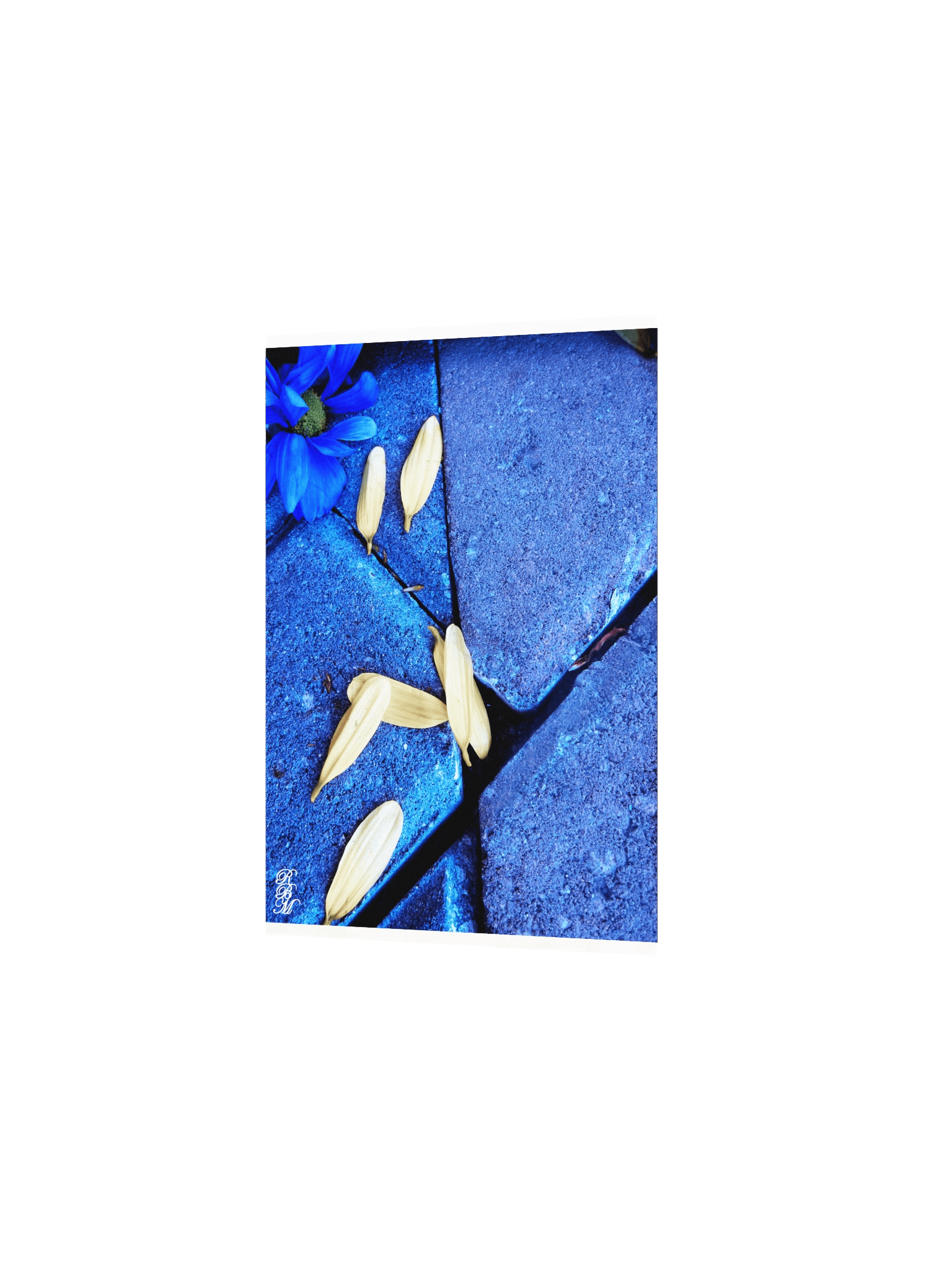 Blue Flower and Yellow Petals product image (4)